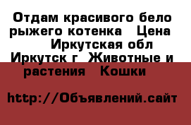 Отдам красивого бело-рыжего котенка › Цена ­ 10 - Иркутская обл., Иркутск г. Животные и растения » Кошки   